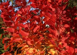 cotinus flamissimo (6)3